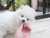PoulaTo: Καταπληκτικά κουτάβια από Pomeranian!